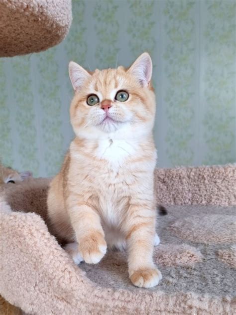 british shorthair los angeles